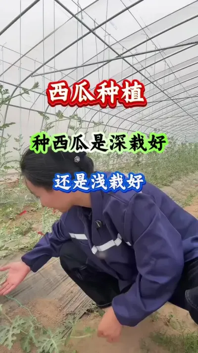 西瓜种植 西瓜深栽好还是浅栽好 #西瓜管理 #西瓜种植 #病害防治 #西瓜高产