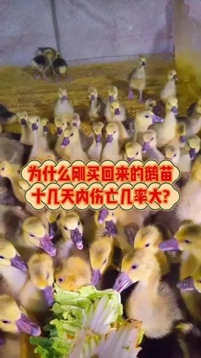 鹅为什么十几天内总是伤亡很大呢？ #养鹅人 #禽病技术指导 #养殖人加油 #肉鸭养殖 #每天分享养殖技术和经验