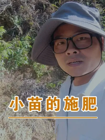 今年3月份种的荔枝小树苗#广西灵山荔枝果苗#农业创业#抖音新农人计划2025#吕老师种果苗