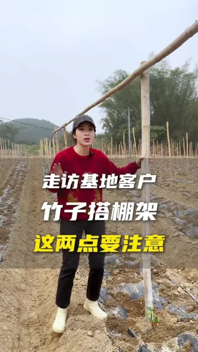不管什么种植模式都是为了让百香果在有限的时间挂更多的果，也不管什么材料搭架子，要确保牢固和通风采光好。黑猫白猫抓到老鼠就是好猫！#百香果 #百香果种植技术 #抖音助农