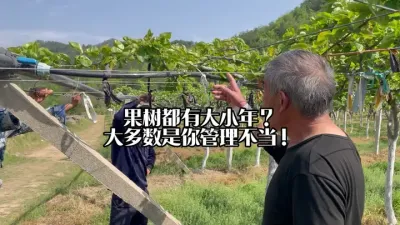 果树大小年，都是你管理没到位！枝条消耗养分太严重！ #果树大小年 #果树种植 #果树管理 #田间地头实操干货 #来抖音学农技