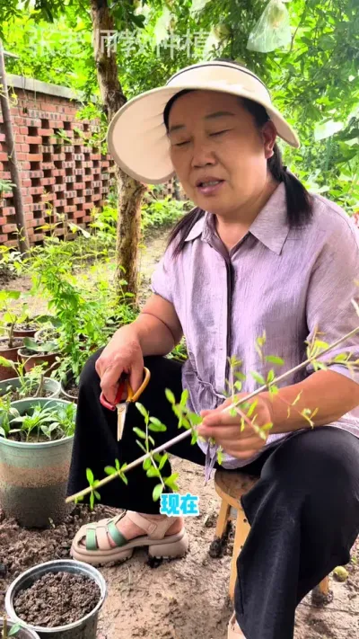 石榴茄子无花果辣椒都可以扦插成活，我的已经生根了，不相信你也试一下#三农 #三农种植 #扦插 #扦插技术