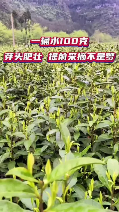#茶叶采摘注意事项 #茶树种植技巧 #春茶采摘