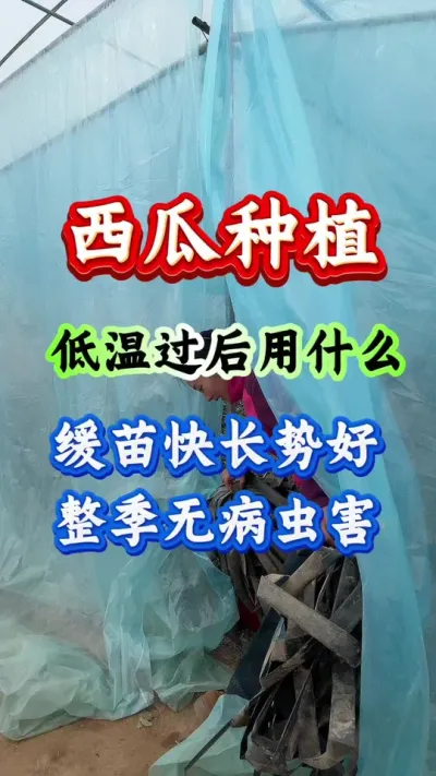 西瓜种植 低温过后用什么缓苗快长势好整季无病虫害#西瓜种植 #西瓜管理#西瓜高产#病虫害防治