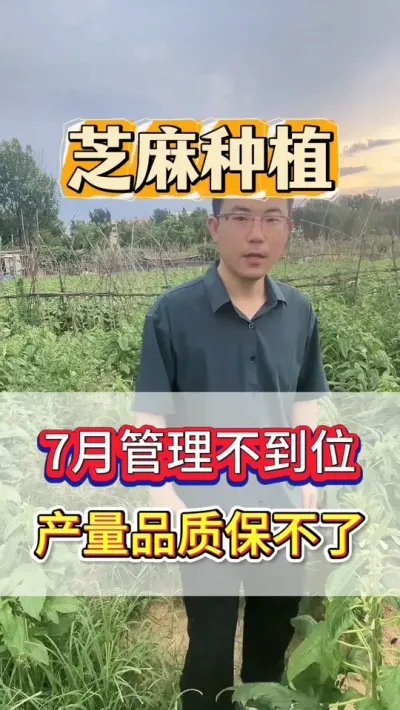 7月份是芝麻产量形成的关键期，一个视频教会你，如何做田间管理 #芝麻种植 #芝麻种植技术 #三农种植 #农业种植