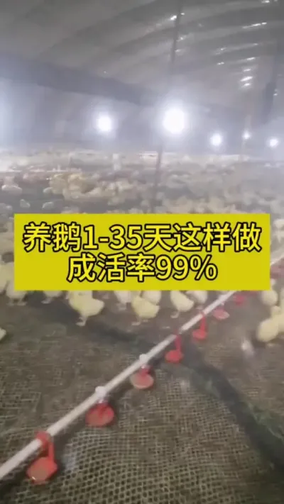 #养鹅人 #养鹅技术分享 #肉鹅养殖 #禽病防治 #养殖人加油