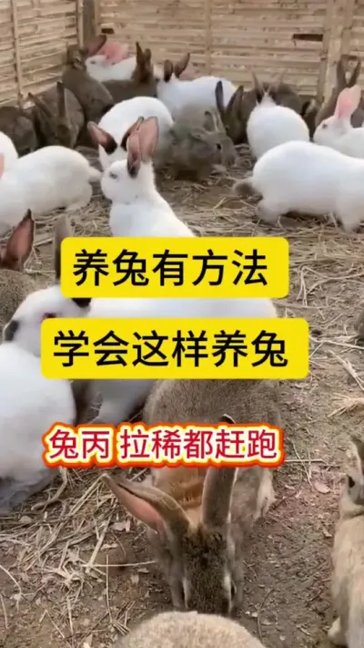 养兔关键在于喂养，学会远离兔瘟，拉稀，兔丙，成活率高达9成9，规模化养殖场的法宝#兔子 #科学养兔 #养兔人 #散养兔 #肉兔养殖