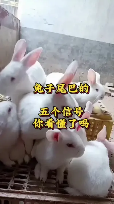兔子尾巴的五个信号，你看懂了吗？#鸽子#养鸽人 #赛鸽 #肉鸽养殖#养鸽技术分享