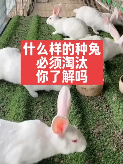 这几种，种兔必须尽早淘汰 #肉兔养殖 #养兔子 #科学养兔 #三农#养殖