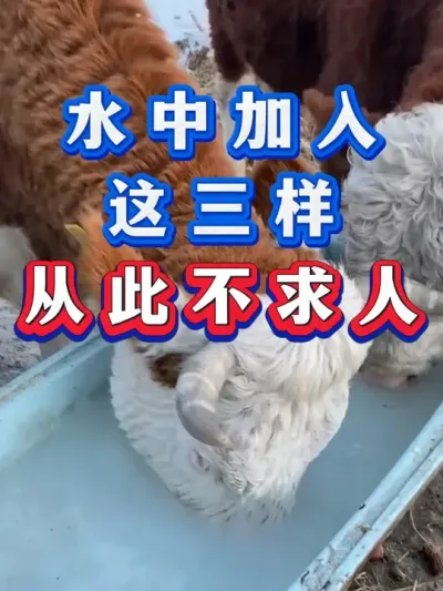 水中加入这三样，从此养牛不求人 #每天分享养牛知识 #养牛人  #三农  #牛羊养殖