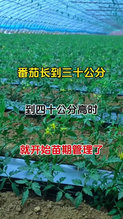 番茄移栽十五天，做好这两项管理，番茄高产无病害#西红柿种植 #番茄病害防治 #三农种植