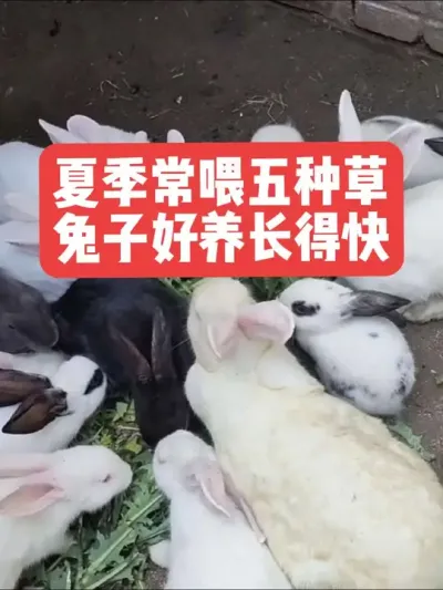 夏季常喂五种菜，兔子好养长的快 #三农#养殖#兔子#养兔子#养兔人