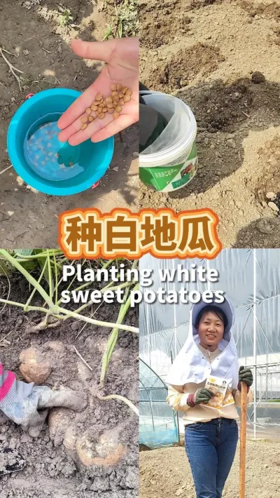 种两厢我童年零食白地瓜 让孩子感受妈妈童年的幸福，白地瓜生吃水灵脆嫩，从三月一直可以种到五月。用种子种，早种早收#我爱种菜 #种植小技巧 #阳台种菜 #学种菜 #白地瓜