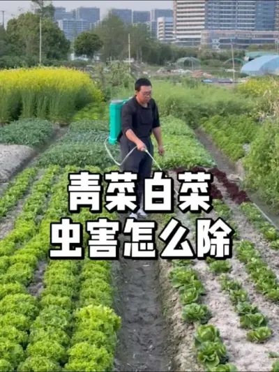 种青菜白菜有虫吃怎么解决，天热发苦发硬怎么去改良 