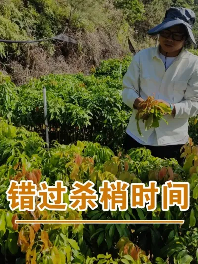 荔枝出现这种叶子就是没杀梢了#广西灵山荔枝果苗#农业创业#抖音新农人计划2025#吕老师种果苗