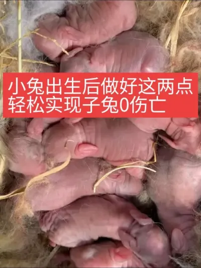 小兔出生后做好这两点，轻松实在仔兔0伤亡 #兔子#三农#养殖#养兔子#小兔子