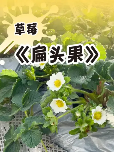 草莓扁头果、鸡冠果 还有哪些因素能影响草莓的果型呢？#草莓种植方法#盆栽草莓  #记录我的种植生活 #dou来一起种草莓