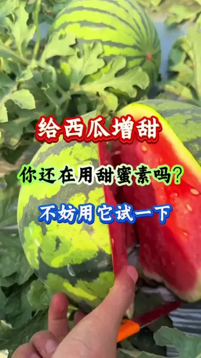 西瓜种植 给西瓜增甜你还在用甜蜜素吗 #西瓜种植 #西瓜管理 #膨大增甜