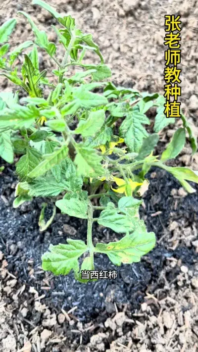 西红柿开第一朵花的时候，一定要摘掉#农业种植 #关注我一起学种菜 #西红柿种植技术 #番茄种植