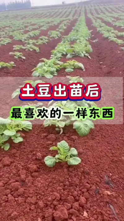 土豆出苗以后最喜欢的一样东西#土豆高产种植 #马铃薯种植 #洋芋种植 #土豆种植技术#三农种植