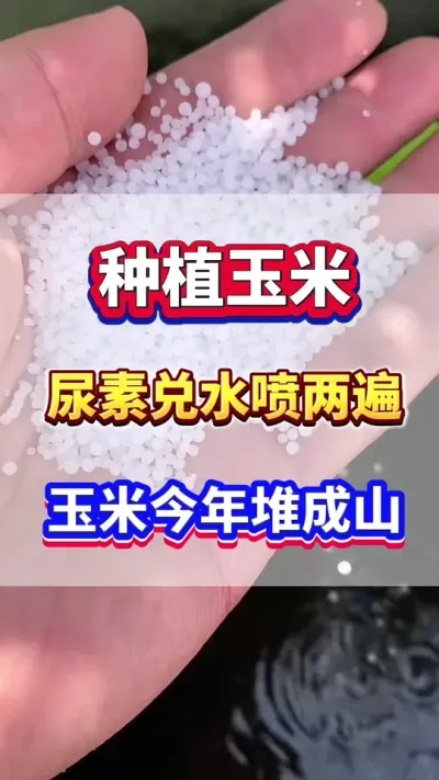 尿素兑水喷两遍，玉米今年堆成山！#玉米种植 #玉米高产 #玉米种植管理技术 #玉米施肥 #增产增收