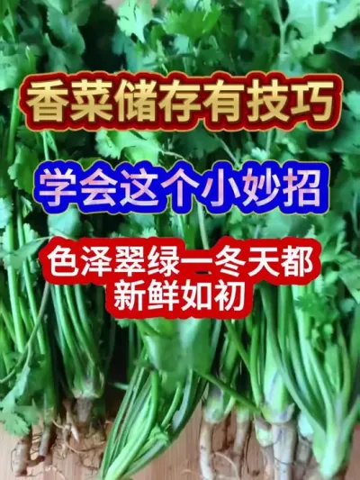 香菜储存有技巧学会这个小妙招色泽翠绿一冬天都新鲜如初 #香菜保存方法 #香菜种植 #农业种植 #三农 #分享农业知识帮农民增产增收