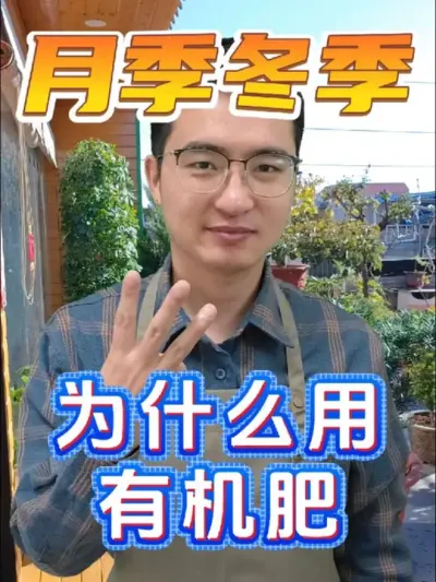 月季都休眠了，为什么还要用有机肥？ #养花 #月季 #羊粪有机肥