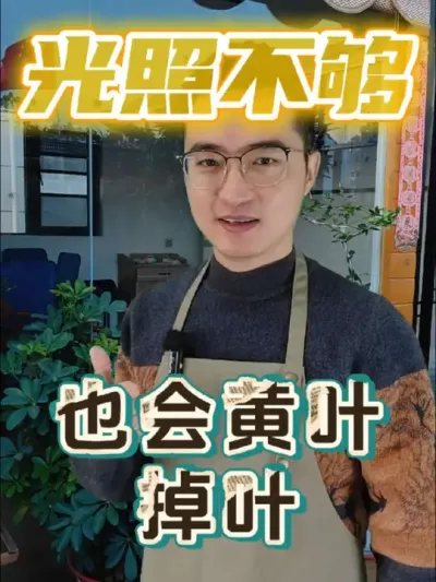 光照不足，花也会黄叶掉叶!#养花 #花卉绿植 #黄叶