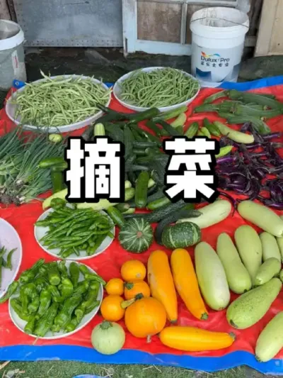 菜地各种蔬菜可以吃了，看看可以摘多少 