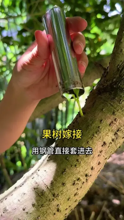 果树嫁接小技巧，方法简单成活率高#三农 #果树嫁接 #种植小技巧
