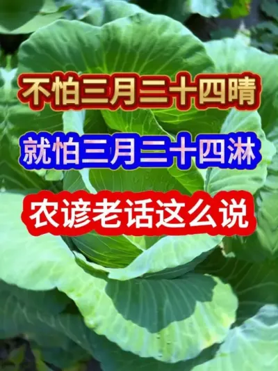 不怕三月二十四晴就怕三月二十四淋农谚老话这么说 #农业谚语 #农业种植 #服务三农支持三农 #谚语 #分享农业知识帮农民增产增收