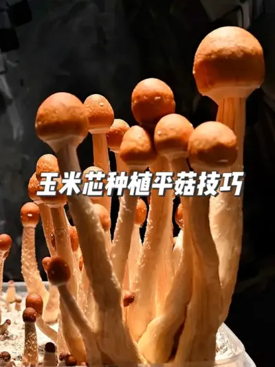 玉米芯培育蘑菇，简单又实用，快来试试吧！ #种植小技巧 #蘑菇种植 #新农人计划 #平菇 ##抖音知识年终大赏