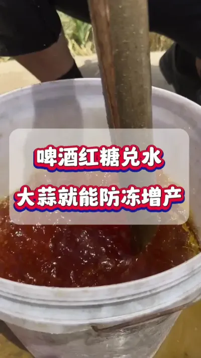 啤酒红糖兑水，大蒜就能防冻增产？#大蒜种植 #大蒜防冻 #大蒜增产 #农业种植
