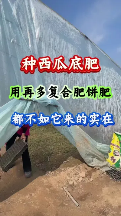 西瓜种植 西瓜底肥用再多复合肥饼肥都不如它来的实在#西瓜种植#西瓜管理#露天西瓜#种西瓜#膨大增甜