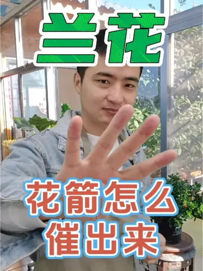 兰花花箭如何蹭蹭蹭的往外冒？ #养花 #兰花 #兰花促箭王