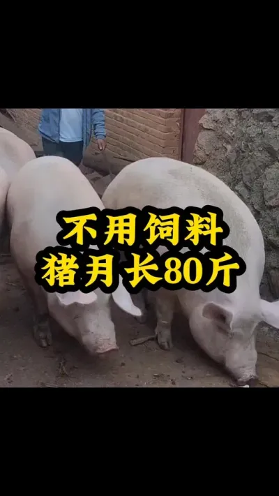 不用饲料猪月长80斤 #每天分享实战养猪经验 #猪喂什么饲料长得最快 #服务三农支持三农 #所有养猪人 #养猪人不容易