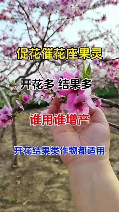 促花催花座果灵，谁用谁增产，瓜果蔬菜大田作物都适用#促花保果 #番茄种植 #农业种植