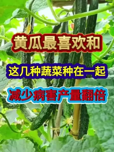 黄瓜最喜欢和这几种蔬菜种在一起减少病害产量翻倍 #黄瓜种植 #农业种植 #种植小技巧 #三农 #分享农业知识帮农民增产增收