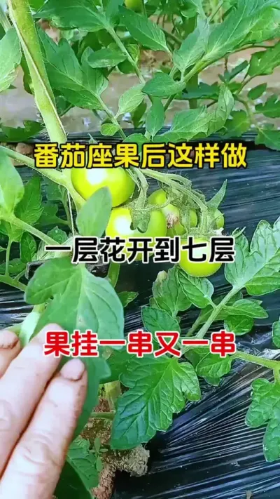 番茄座果后这样管理，花多果多产量翻倍#促花保果#番茄种植技术