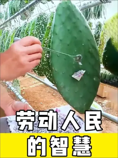 #三农 #劳动人民的智慧 #神操作 #实用小技巧 #劳动人民最光荣