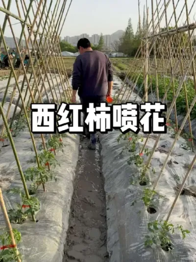 西红柿怎么喷花，提高坐果率 