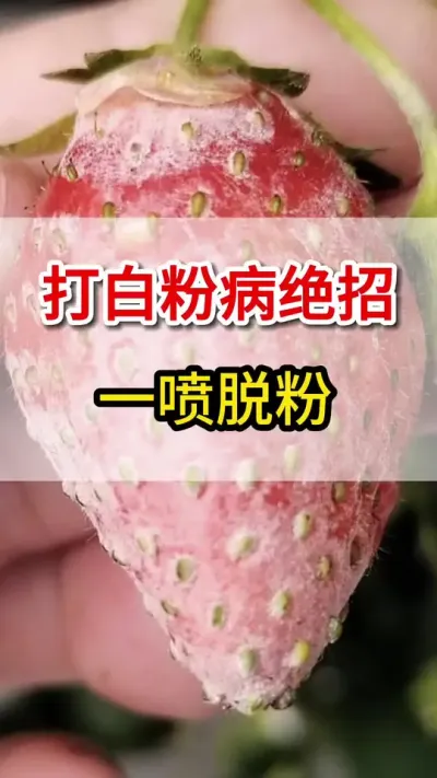 草莓白粉病，这个快速打住配方，你知道么？一招教你快速脱粉#草莓种植 #抖音助农 #三农 #草莓 #白粉病