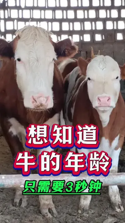 教你一招，3秒判断牛年龄#养牛人#新手养牛#养牛#牛羊养殖