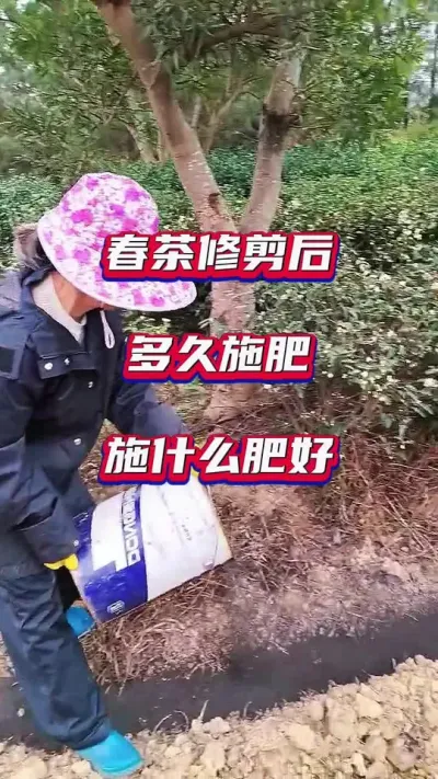 #春茶修剪后施什么肥好？茶树种植管理要点#茶园修剪施肥技巧