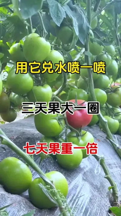 用它兑水喷一喷，三天果大一圈，七天果重一倍#膨果增甜 #膨果增甜 #膨果上色增甜