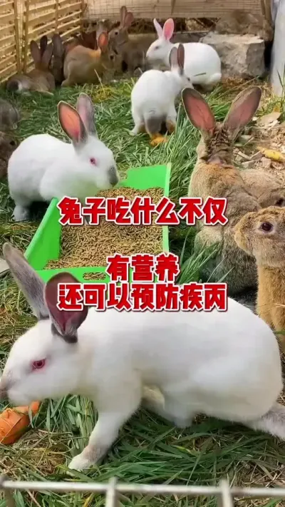 兔子吃什么既有营养又可以预防一些常见疾病#兔子 #养兔人 #兔子吃什么 #肉兔养殖 #养兔子注意事项
