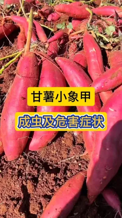 甘薯小象甲成虫及危害症状！#红薯种植 #红薯小象甲 #小象甲 #农技知识分享 #薯帮主红薯植保