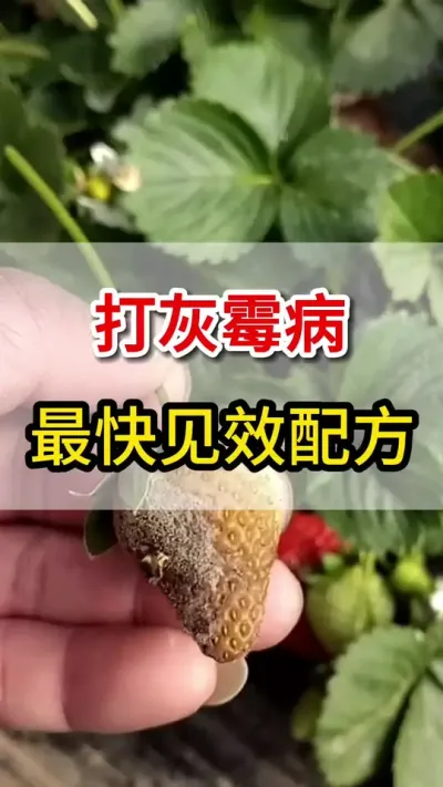 打灰霉病最快见效配方你知道么#灰霉病#三农#草莓种植