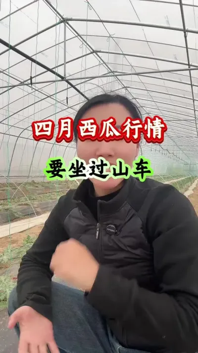 西瓜种植 四月西瓜行情要坐过山车 #西瓜种植 #西瓜管理 #西瓜高产 #西瓜行情