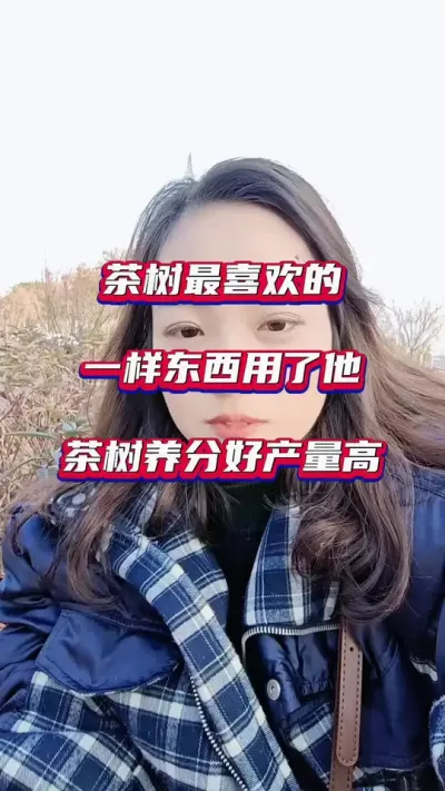 #冬季茶园管理技术 #茶树冬季防冻 养护#茶园管理不能盲目跟风哦